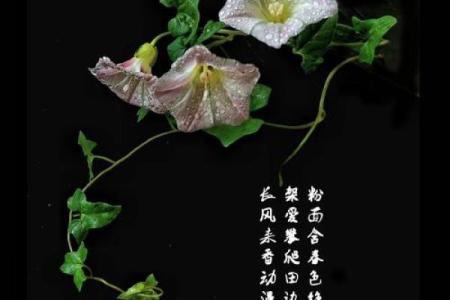 粉面含春指的是什么动物谜底及详细解析  