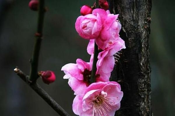 暗香浮动打一生肖  词语释义解释落实
