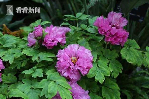 阳春三月打一准确生肖的谜底是什么  