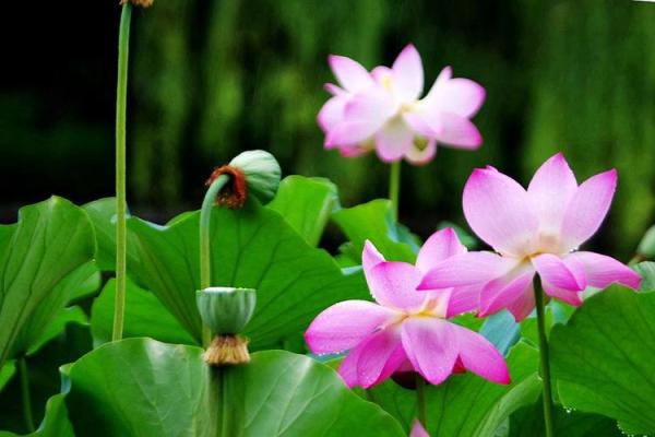 出水芙蓉打一个生肖  词语释义解释落实