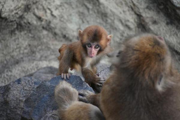 一统江山万载春指什么生肖  词语释义解释落实