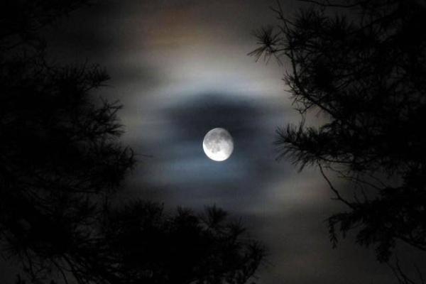 一夜春宵值千金指什么生肖  词语释义解释落实