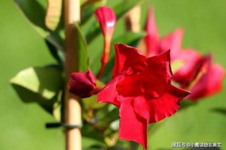 眼花缭乱是什么生肖  词语释义解释落实