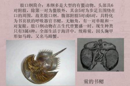 红口白牙指的是什么动物谜底及详细解释  