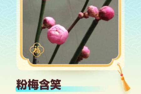 惦念家中一支梅是什生肖  词语释义解释落实