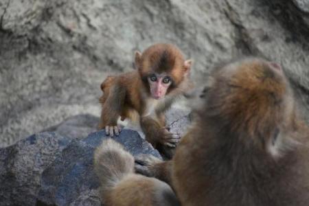 一统江山万载春指什么生肖  词语释义解释落实