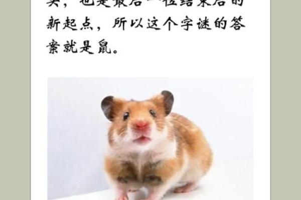 风雨同舟向前行在十二生肖中代表什么动物  