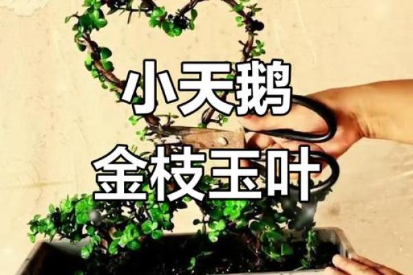 金枝玉叶在十二生肖中代表哪个动物  