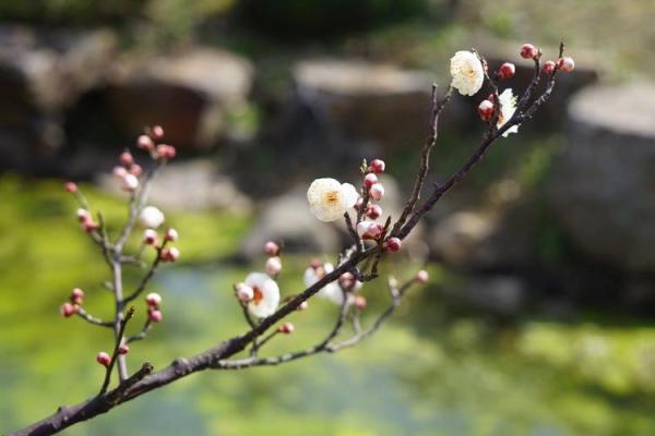 将相夫人三八妇对应的生肖是什么  