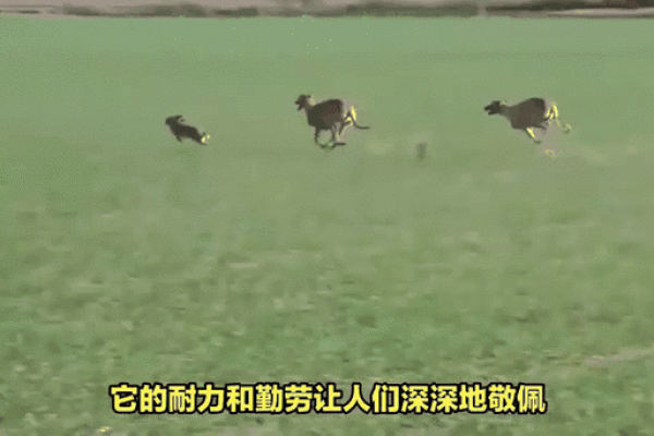 沉鱼落雁指的是哪个生肖动物 具体答案和解释  