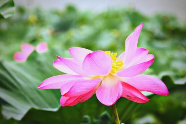 碧波荡漾是什么生肖  词语释义解释落实
