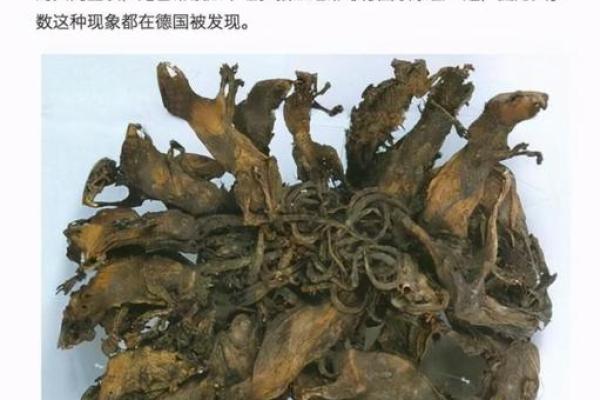 翻江倒海是什么生肖  词语释义解释落实