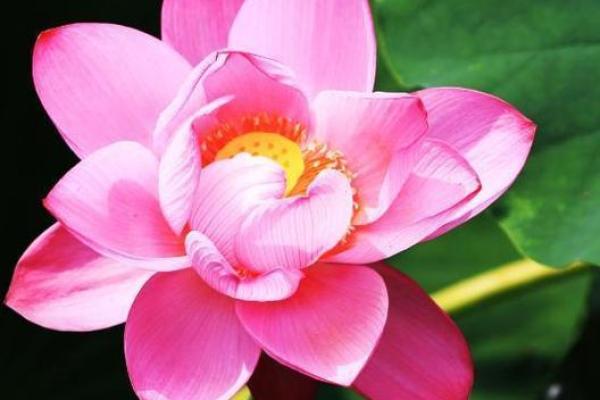 人面桃花是什么生肖动物  词语释义解释落实