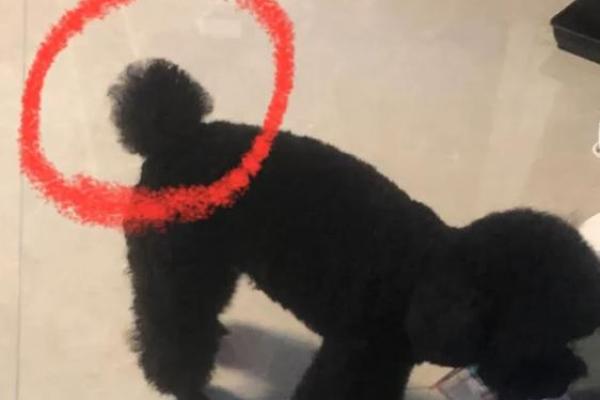 心急如焚打一生肖是什么动物最准确答案  