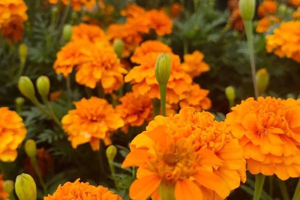 鸟语花香什么生肖  词语释义解释落实