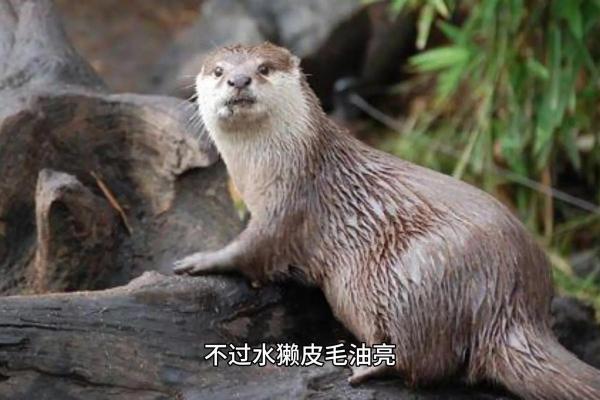 水深火热对应的生肖动物有哪些民间传说和解释  