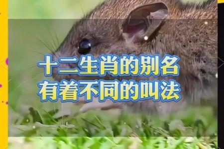 忠言逆耳在十二生肖中对应哪个动物  