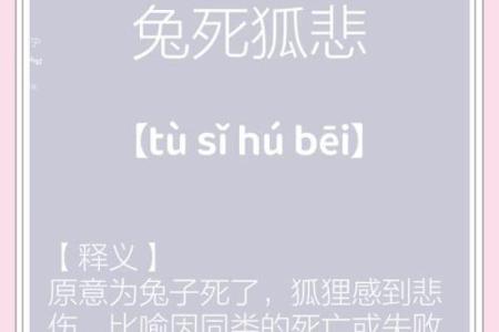兔死狗烹打一准确生肖  词语释义解释落实