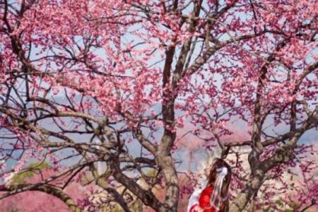 梅花美女象征什么生肖，性格特点解析  
