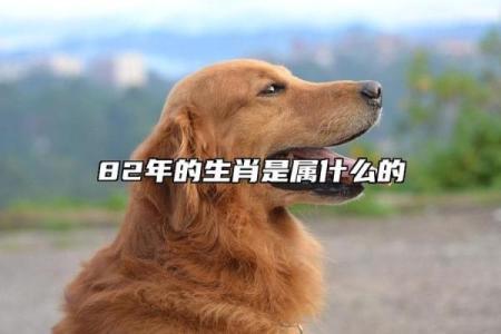 黄花闺女对应的生肖是什么  