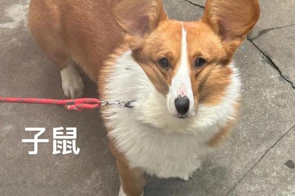 家中宠物对应的生肖有哪些，如何根据生肖选择适合的宠物  
