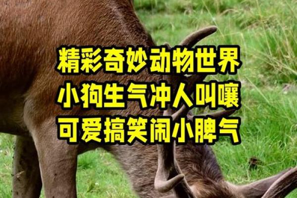 脾气火爆打一生肖最可能是什么动物  