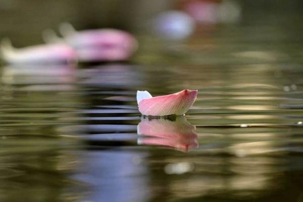 落花流水是指什么生肖  词语释义解释落实