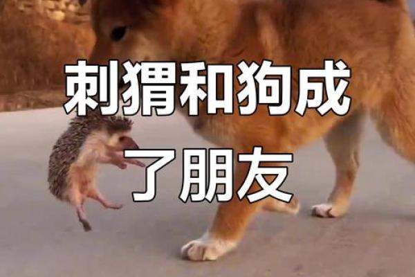 形影不离指的是哪个生肖动物  