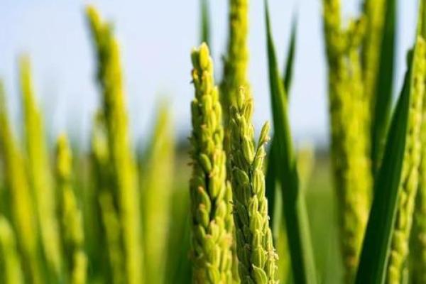 风吹稻花满村香对应的生肖动物解析及寓意  