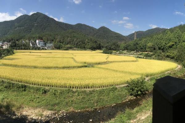 风吹稻花满村香对应的生肖动物解析及寓意  