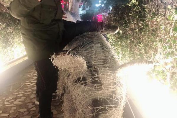 五光十色打一个生肖是什么答案及详细解析  