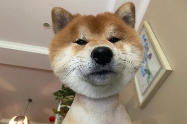 居高临下打一生肖是什么动物答案及详细解析  