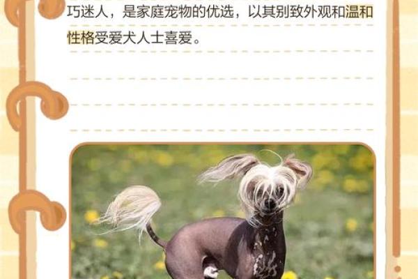 红冠独秀的动物象征意义及适合送礼的场合解析  
