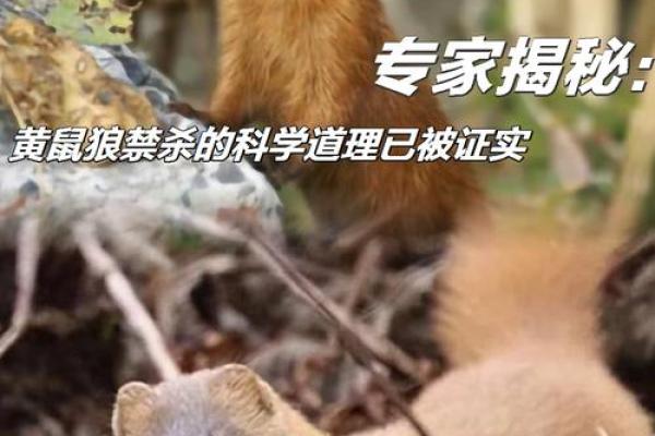 声东击西战术对应的生肖动物是什么附民间故事和逻辑分析  