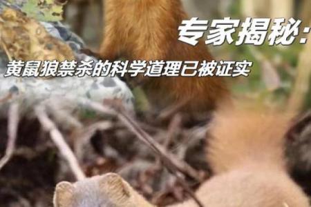 声东击西战术对应的生肖动物是什么附民间故事和逻辑分析  