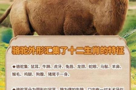 天生丽质对应的生肖是哪一个，有什么特征  
