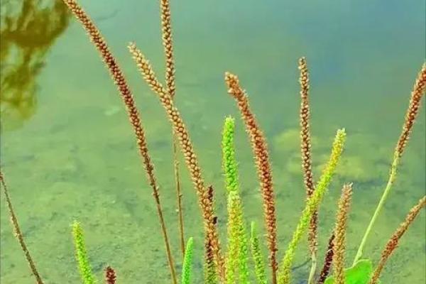 野草丛生打一生肖的谜底和详细解析  