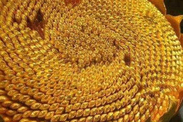 天外飞仙对应的生肖寓意和象征意义是什么  