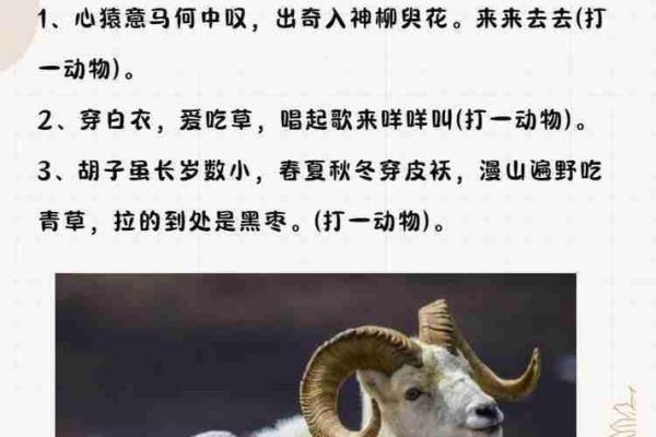 阳春白雪对应的生肖是什么动物  