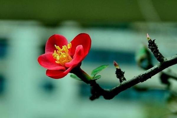 风雨同舟打一生肖是什么答案  