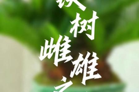 铁树开花代表什么生肖最准确答案  