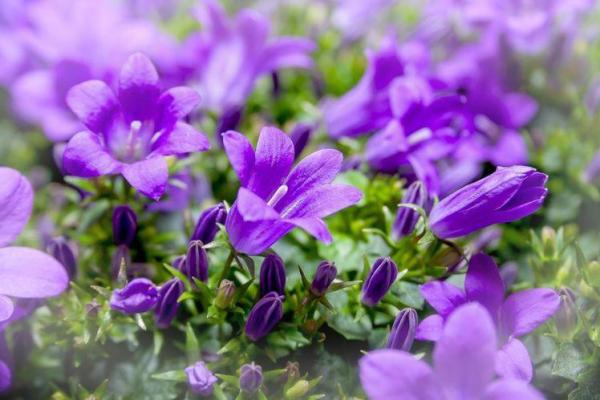 百花齐放是什么生肖  词语释义解释落实