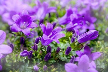 百花齐放是什么生肖  词语释义解释落实