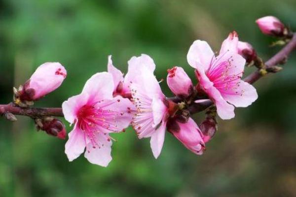 眼花缭乱是指什么生肖  词语释义解释落实