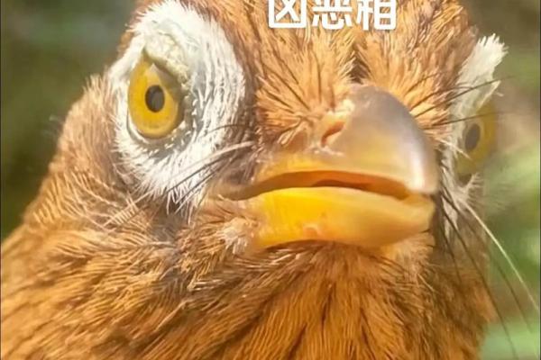 眉飞色舞形容的是哪种动物有什么特征  