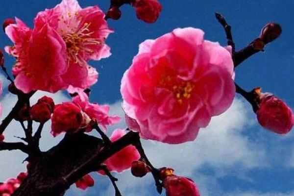 2026年腊月结婚吉日大全，精准避开属相相冲和所有禁忌的日子推荐