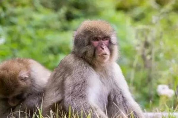 天外有天是什么生肖  词语释义解释落实