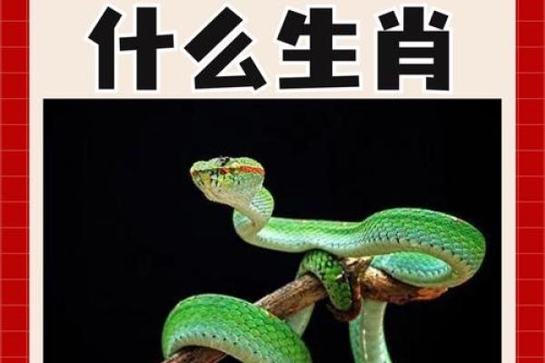 人人喊打的动物指什么生肖  词语释义解释落实