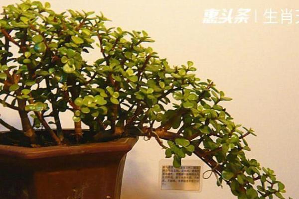 金枝玉叶打一个生肖  词语释义解释落实