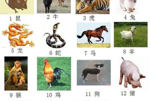 刻鹄不成在十二生肖中代表哪个动物  